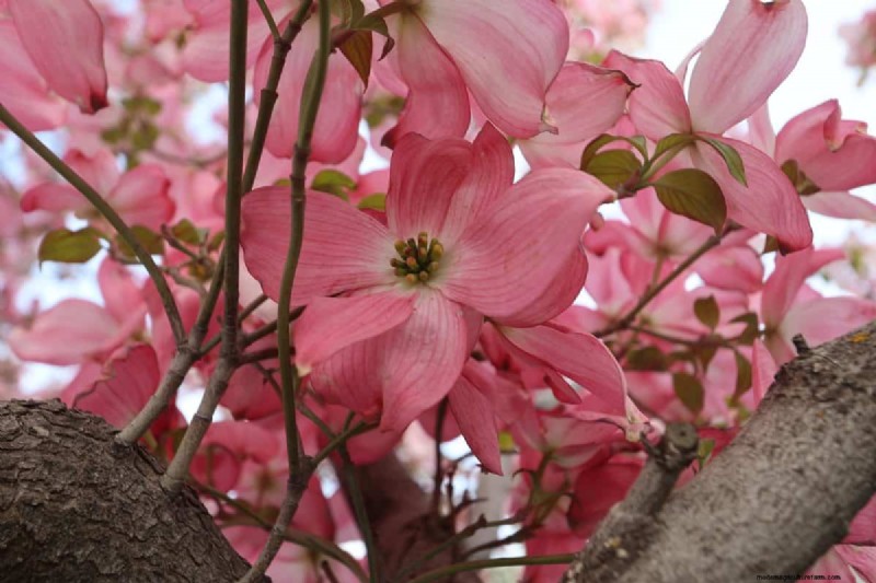 I migliori alberi da fiore rosa per la primavera:consigli per i paesaggisti 