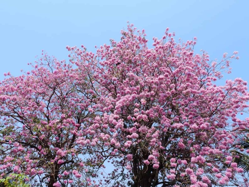 I migliori alberi da fiore rosa per la primavera:consigli per i paesaggisti 