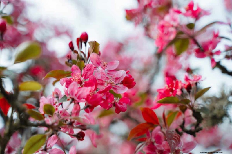 I migliori alberi da fiore rosa per la primavera:consigli per i paesaggisti 