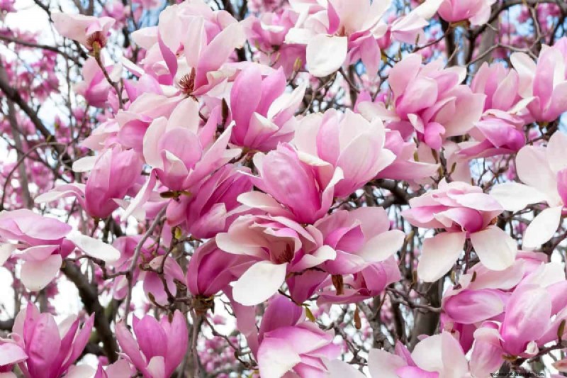 I migliori alberi da fiore rosa per la primavera:consigli per i paesaggisti 