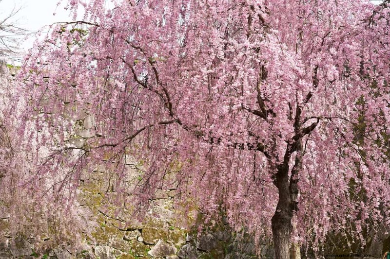 I migliori alberi da fiore rosa per la primavera:consigli per i paesaggisti 