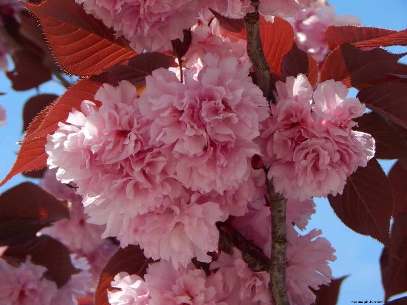 I migliori alberi da fiore rosa per la primavera:consigli per i paesaggisti 