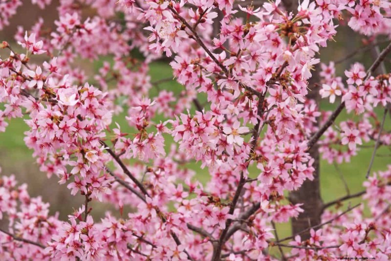 I migliori alberi da fiore rosa per la primavera:consigli per i paesaggisti 
