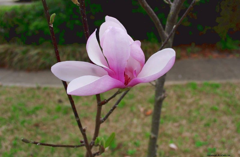 I migliori alberi da fiore rosa per la primavera:consigli per i paesaggisti 