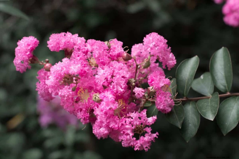 I migliori alberi da fiore rosa per la primavera:consigli per i paesaggisti 