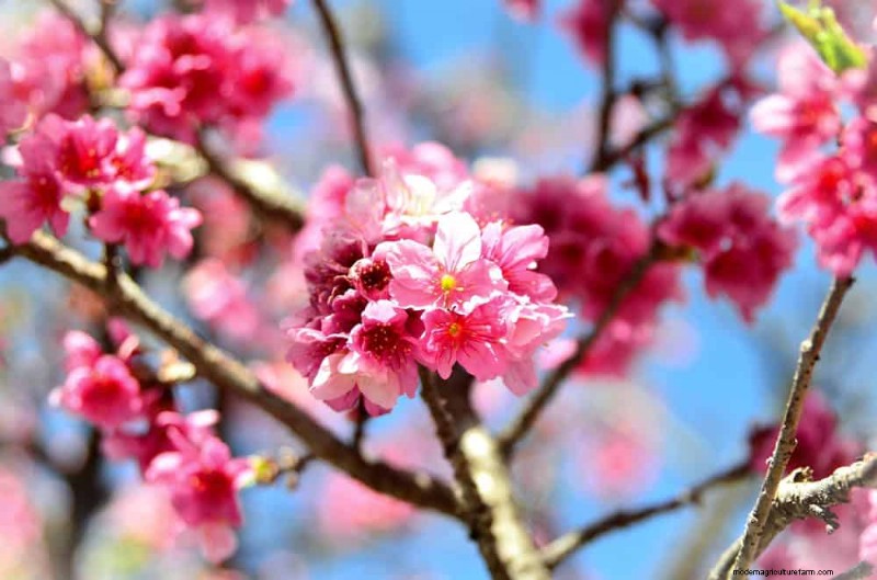 I migliori alberi da fiore rosa per la primavera:consigli per i paesaggisti 