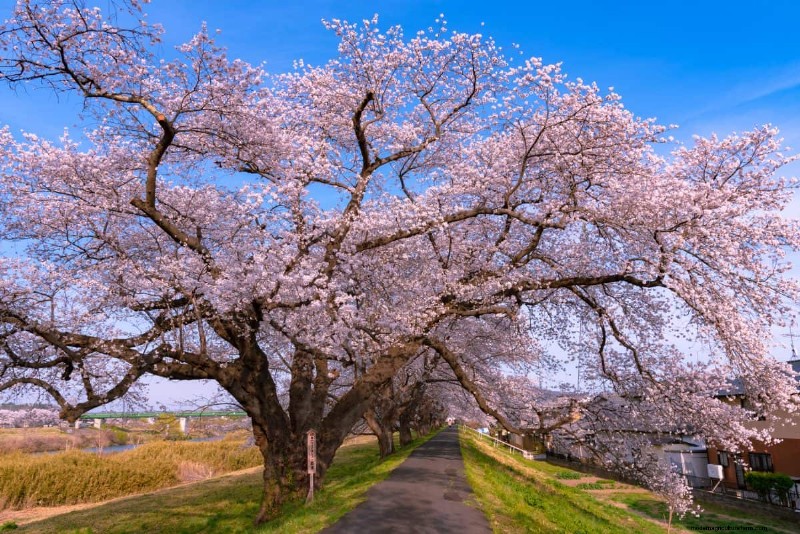 I migliori alberi da fiore rosa per la primavera:consigli per i paesaggisti 