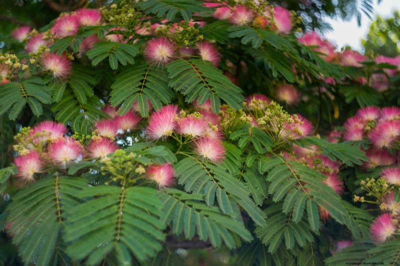 I migliori alberi da fiore rosa per la primavera:consigli per i paesaggisti 