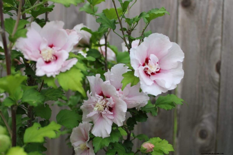 I migliori alberi da fiore rosa per la primavera:consigli per i paesaggisti 