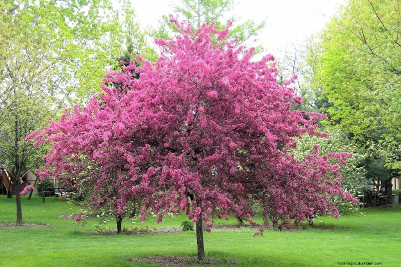 I migliori alberi da fiore rosa per la primavera:consigli per i paesaggisti 