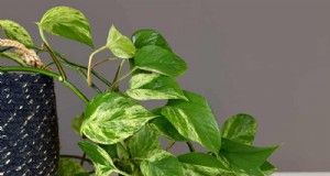 Pothos vermehren:6 einfache Methoden, um neue Pflanzen zu züchten 