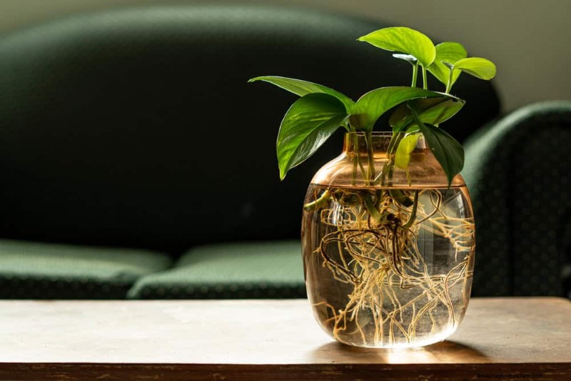 Pothos vermehren:6 einfache Methoden, um neue Pflanzen zu züchten 