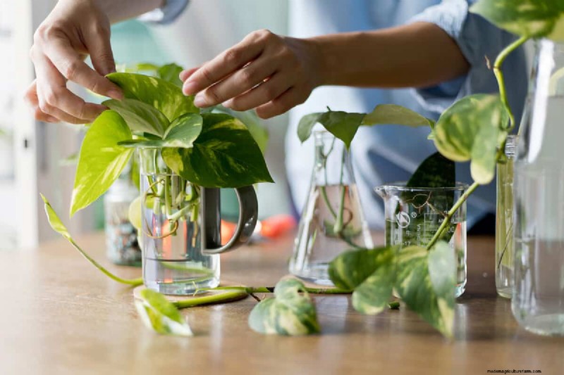 Pothos vermehren:6 einfache Methoden, um neue Pflanzen zu züchten 