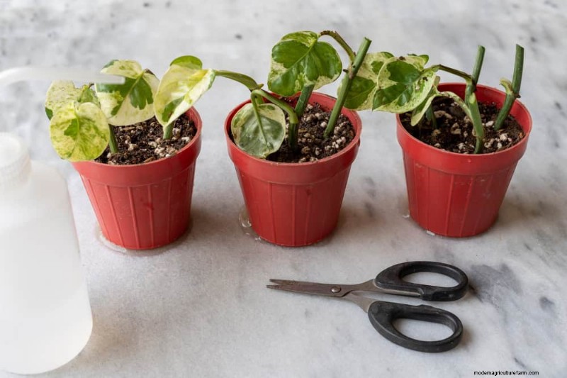 Pothos vermehren:6 einfache Methoden, um neue Pflanzen zu züchten 