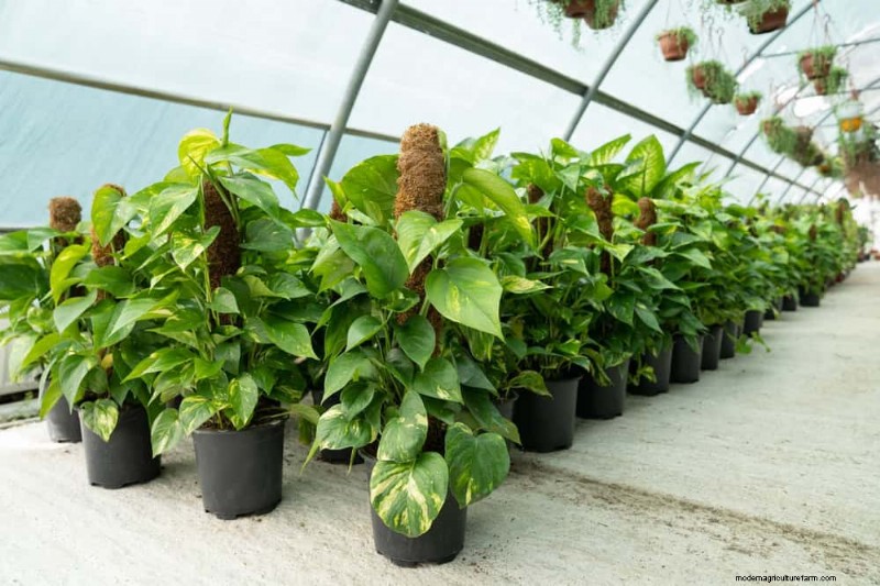 Pothos vermehren:6 einfache Methoden, um neue Pflanzen zu züchten 