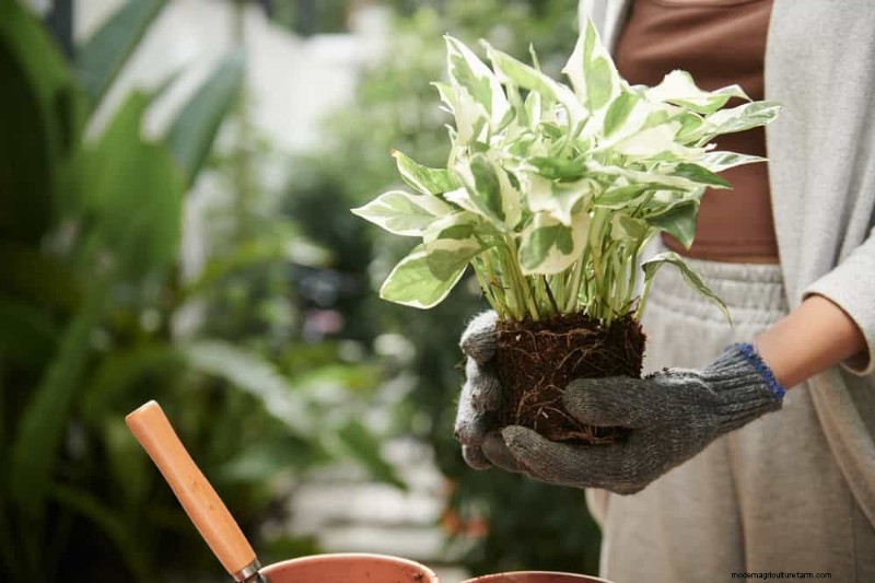 Pothos vermehren:6 einfache Methoden, um neue Pflanzen zu züchten 