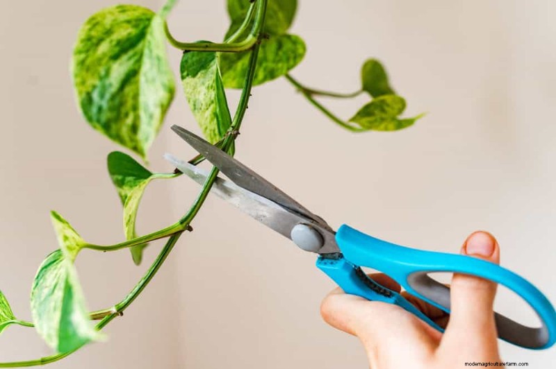 Pothos vermehren:6 einfache Methoden, um neue Pflanzen zu züchten 