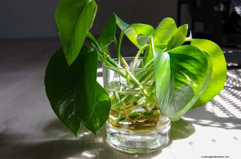 Pothos vermehren:6 einfache Methoden, um neue Pflanzen zu züchten 
