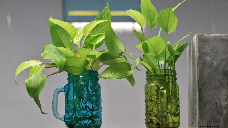 Pothos vermehren:6 einfache Methoden, um neue Pflanzen zu züchten 