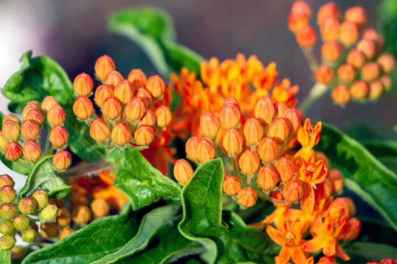 Top 15 oranje bloemen voor tuinaanleg in 2025:levendige en duurzame opties 