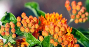 Die 15 besten orangefarbenen Blumen für die Landschaftsgestaltung 2025:Lebendige und langlebige Optionen 