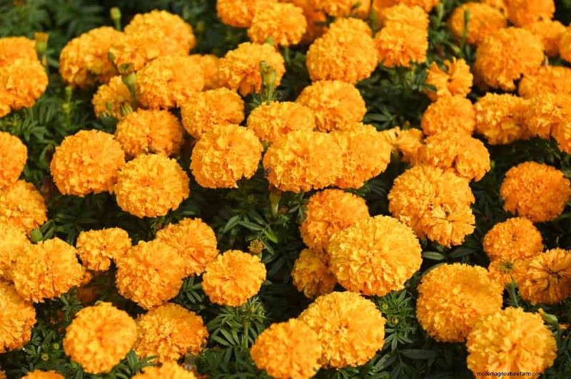 Top 15 oranje bloemen voor tuinaanleg in 2025:levendige en duurzame opties 