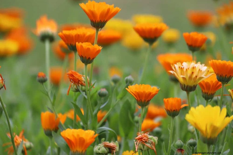 Top 15 oranje bloemen voor tuinaanleg in 2025:levendige en duurzame opties 