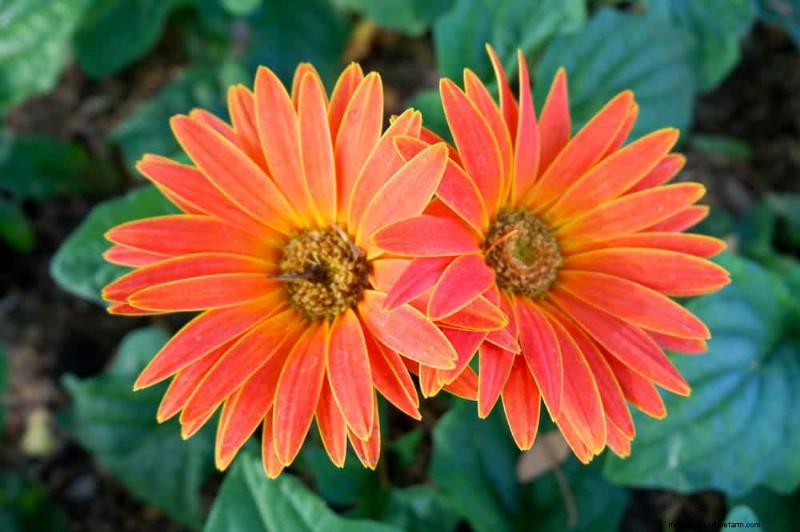Top 15 oranje bloemen voor tuinaanleg in 2025:levendige en duurzame opties 