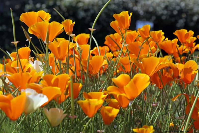 Top 15 oranje bloemen voor tuinaanleg in 2025:levendige en duurzame opties 