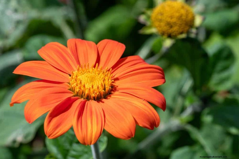 Top 15 oranje bloemen voor tuinaanleg in 2025:levendige en duurzame opties 
