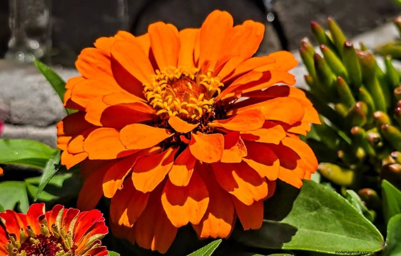 Top 15 oranje bloemen voor tuinaanleg in 2025:levendige en duurzame opties 