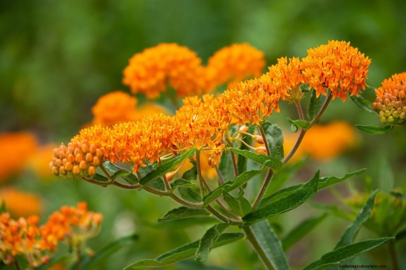 Top 15 oranje bloemen voor tuinaanleg in 2025:levendige en duurzame opties 