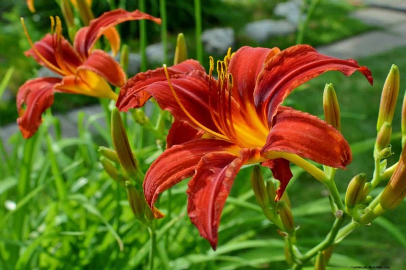 Top 15 oranje bloemen voor tuinaanleg in 2025:levendige en duurzame opties 
