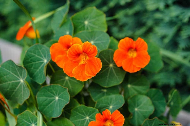 Top 15 oranje bloemen voor tuinaanleg in 2025:levendige en duurzame opties 