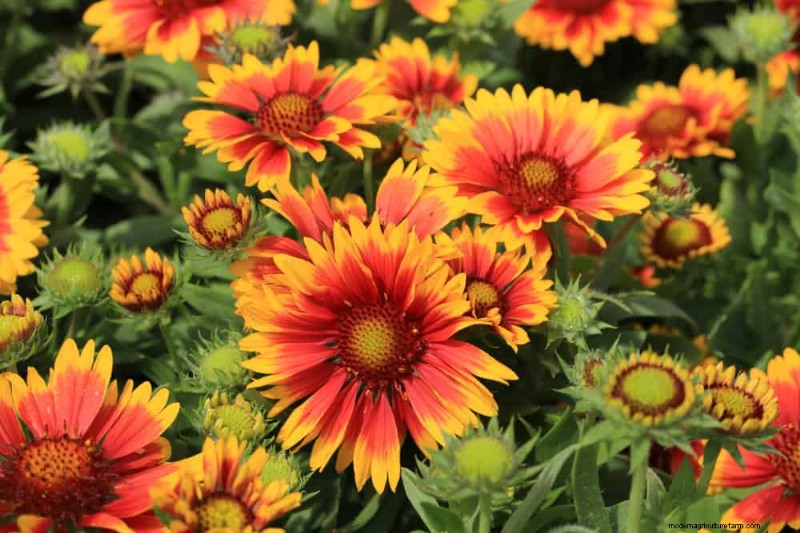 Top 15 oranje bloemen voor tuinaanleg in 2025:levendige en duurzame opties 