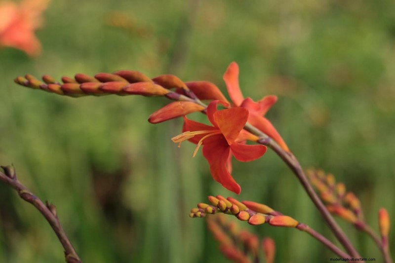 Top 15 oranje bloemen voor tuinaanleg in 2025:levendige en duurzame opties 