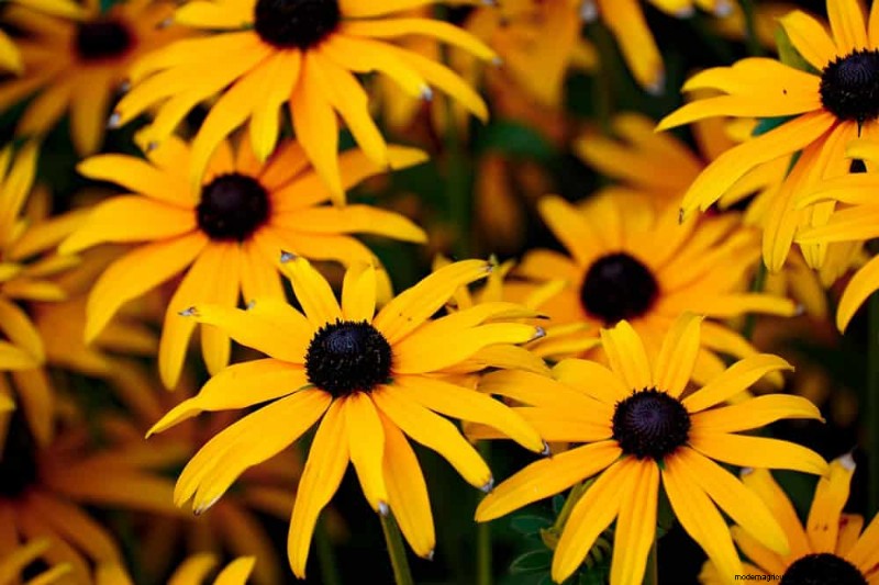 Top 15 oranje bloemen voor tuinaanleg in 2025:levendige en duurzame opties 