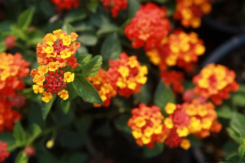Top 15 oranje bloemen voor tuinaanleg in 2025:levendige en duurzame opties 