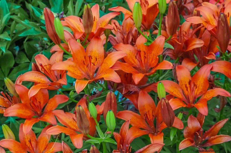 Top 15 oranje bloemen voor tuinaanleg in 2025:levendige en duurzame opties 
