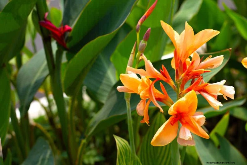 Top 15 oranje bloemen voor tuinaanleg in 2025:levendige en duurzame opties 