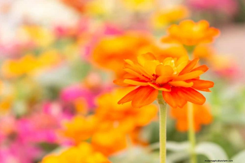 Top 15 oranje bloemen voor tuinaanleg in 2025:levendige en duurzame opties 