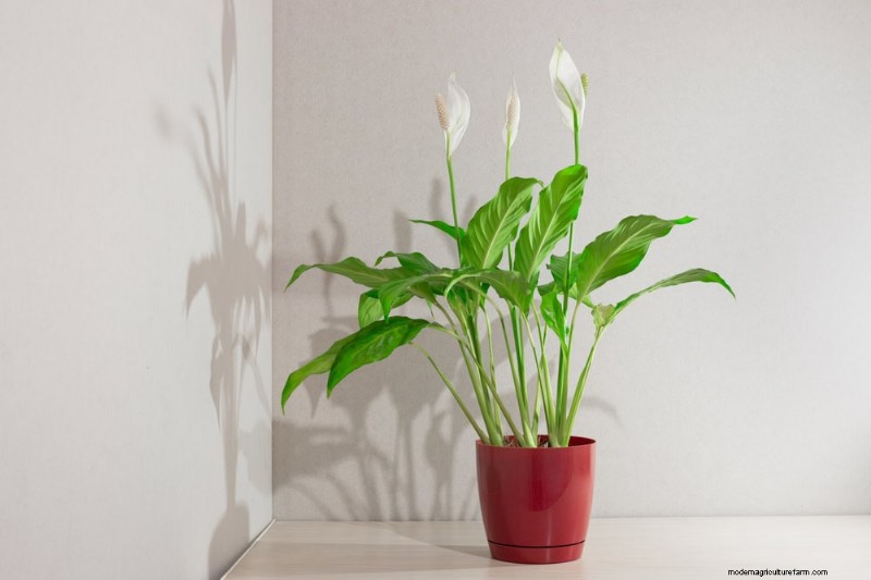 ピースユリの植え替え:健全な成長のためのステップバイステップガイド 