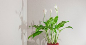ピースユリの植え替え:健全な成長のためのステップバイステップガイド 