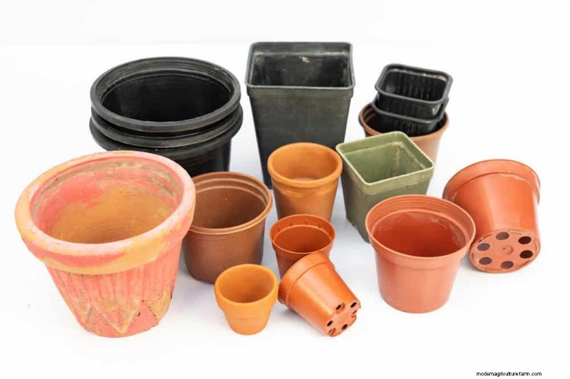 ピースユリの植え替え:健全な成長のためのステップバイステップガイド 