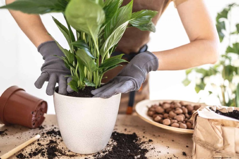 ピースユリの植え替え:健全な成長のためのステップバイステップガイド 