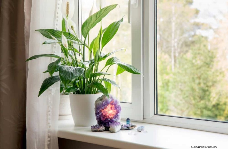 ピースユリの植え替え:健全な成長のためのステップバイステップガイド 