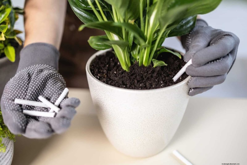 ピースユリの植え替え:健全な成長のためのステップバイステップガイド 