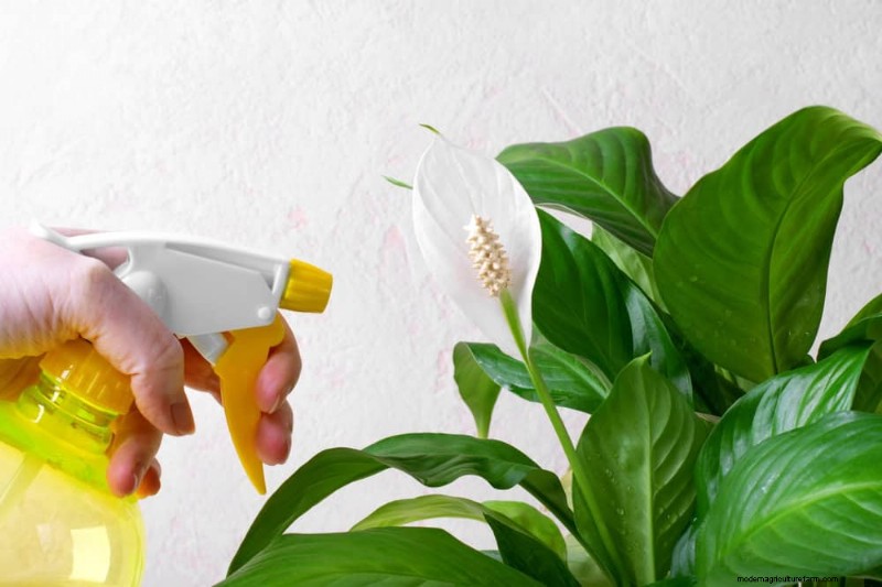 ピースユリの植え替え:健全な成長のためのステップバイステップガイド 