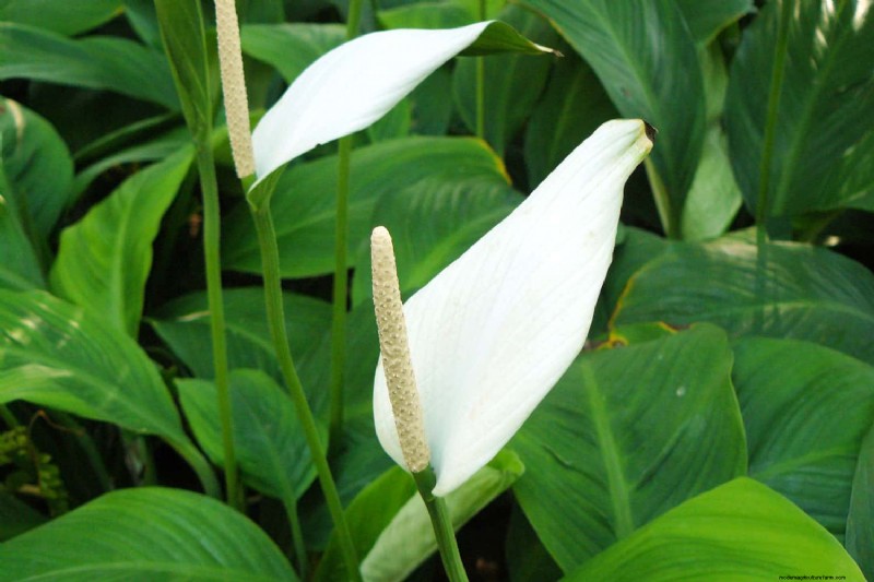 Friedenslilienpflege:8 Tipps für eine gleichmäßige Blüte | [Ihr Markenname] 