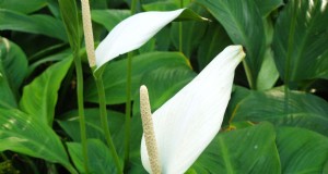 Cura del giglio della pace:8 consigli per fioriture coerenti | [Il tuo marchio] 